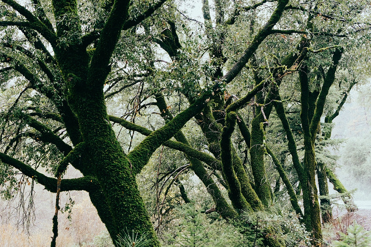 branches moss trees free photo