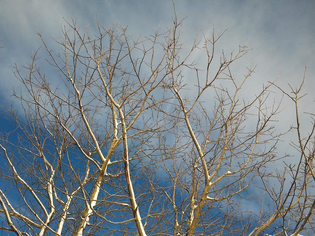 branches aesthetic sky free photo