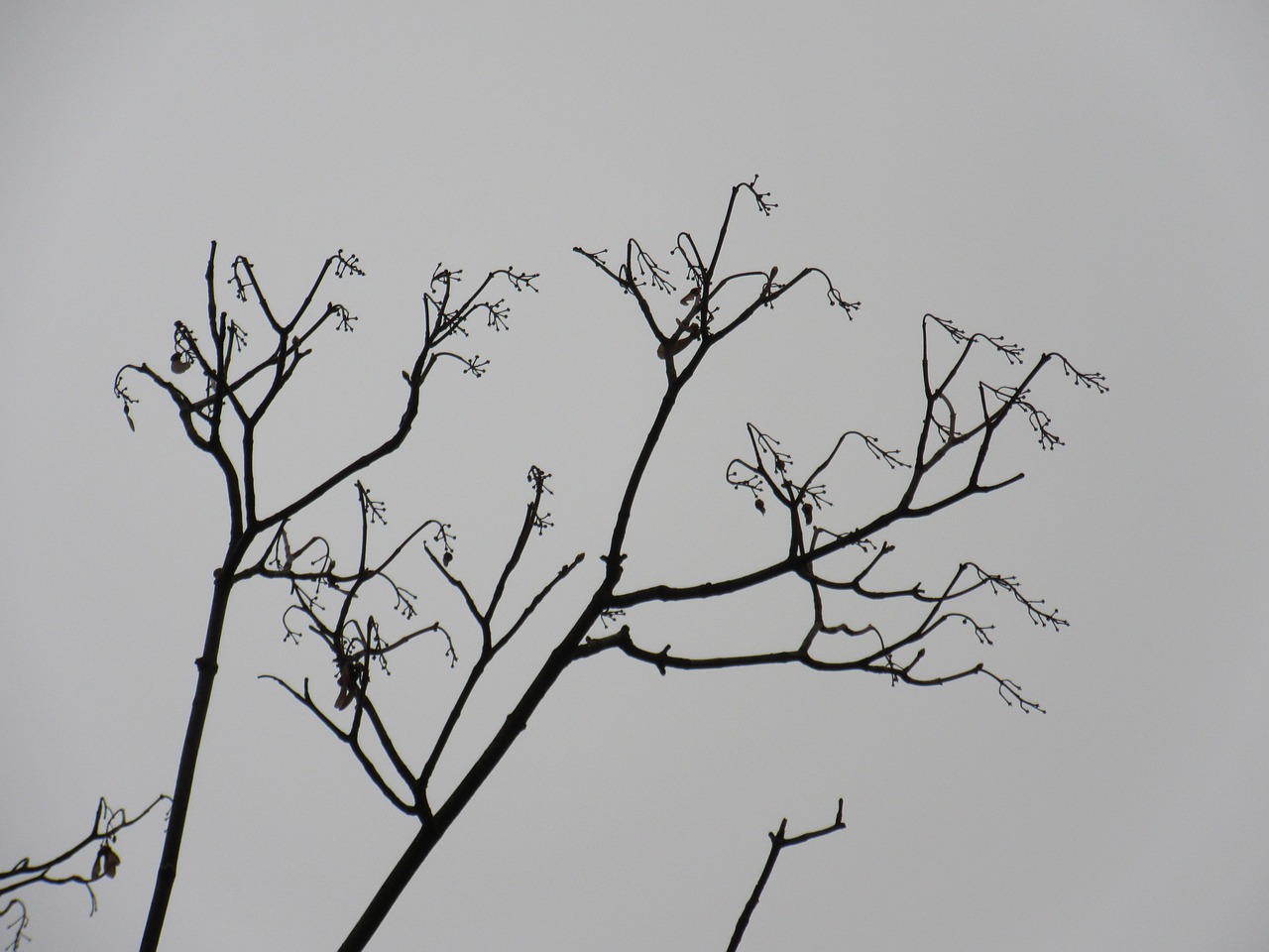 branches silhouette filigree free photo
