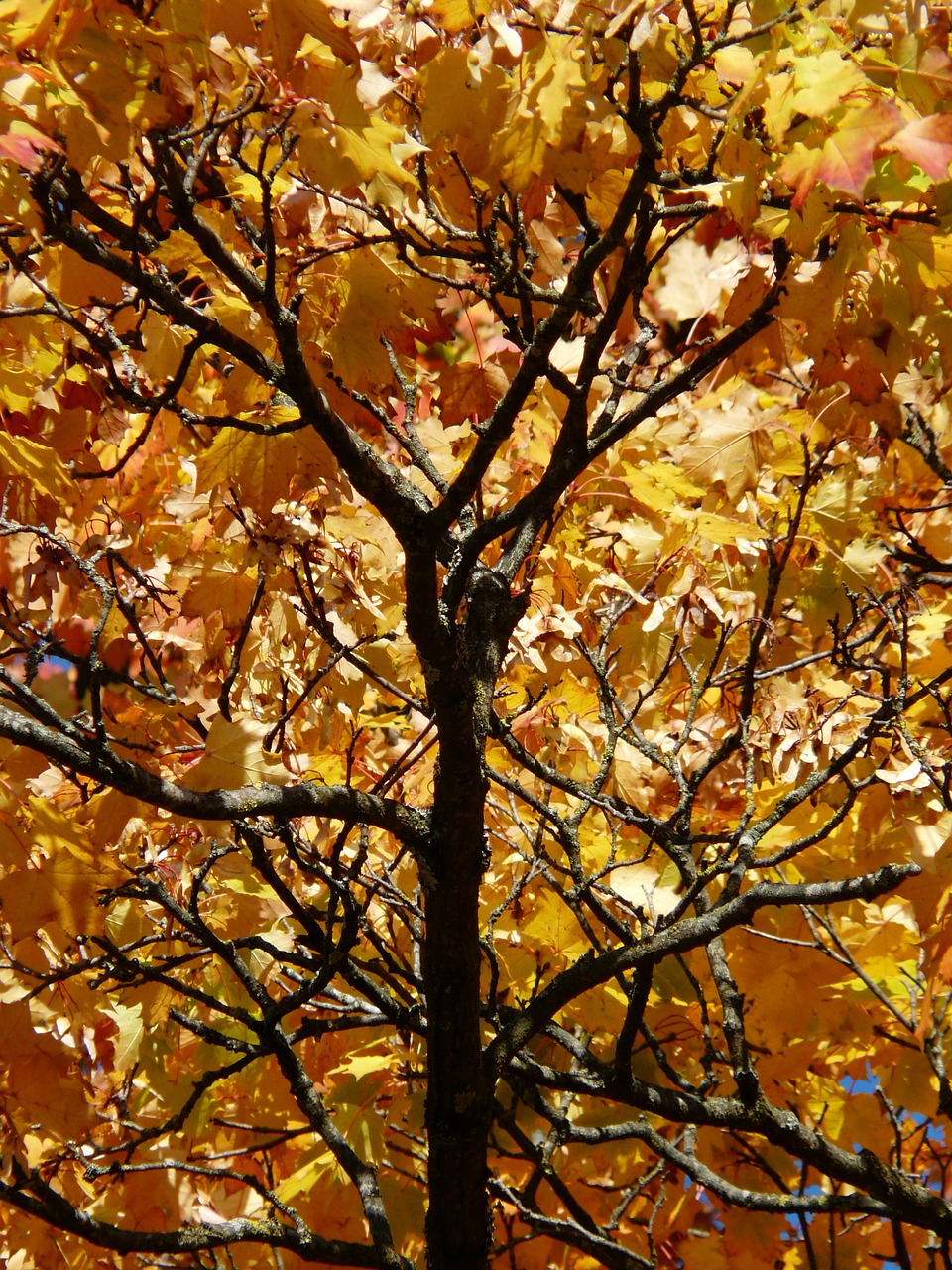 branches aesthetic autumn free photo