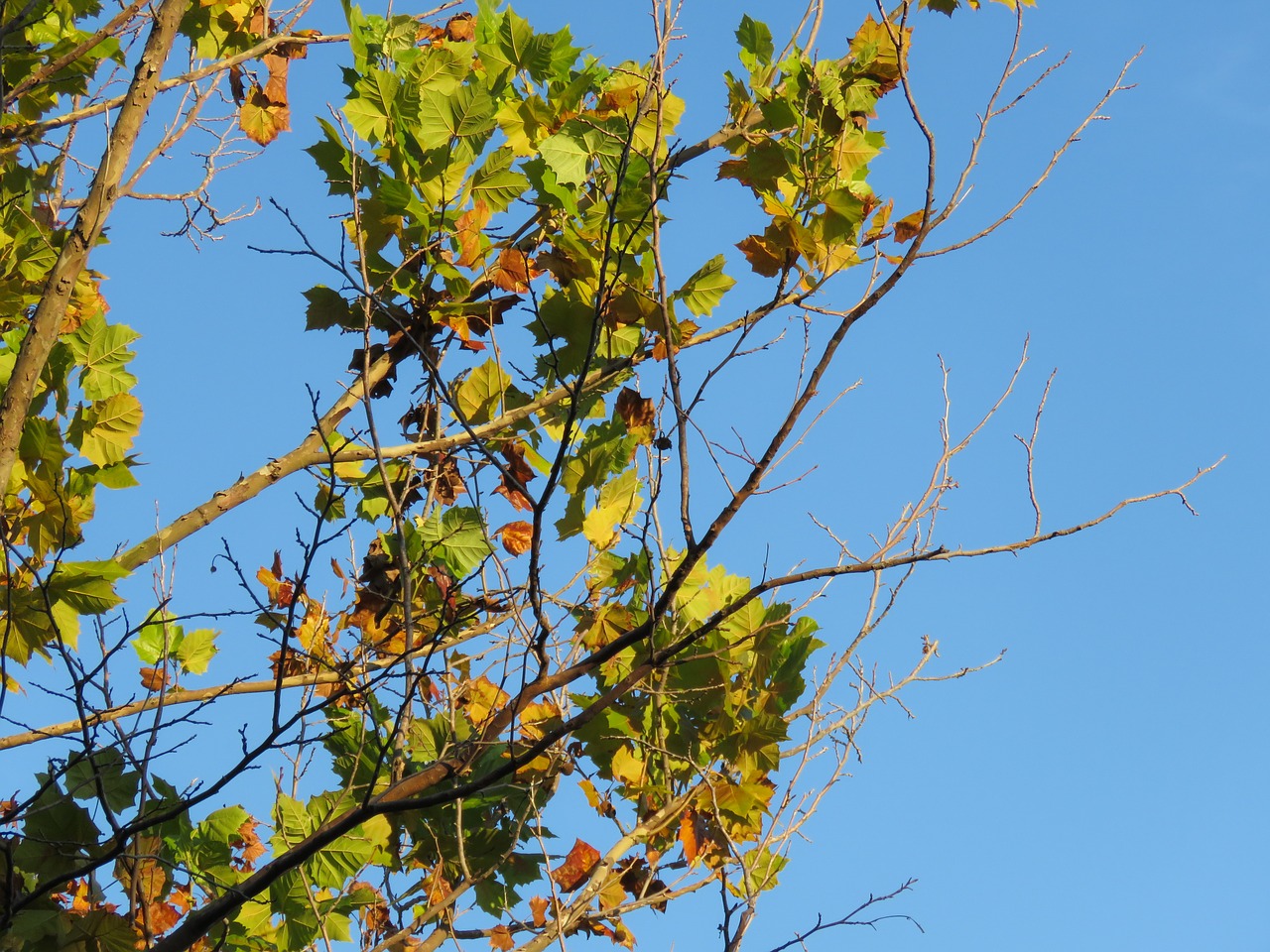 branches tree leaves free photo