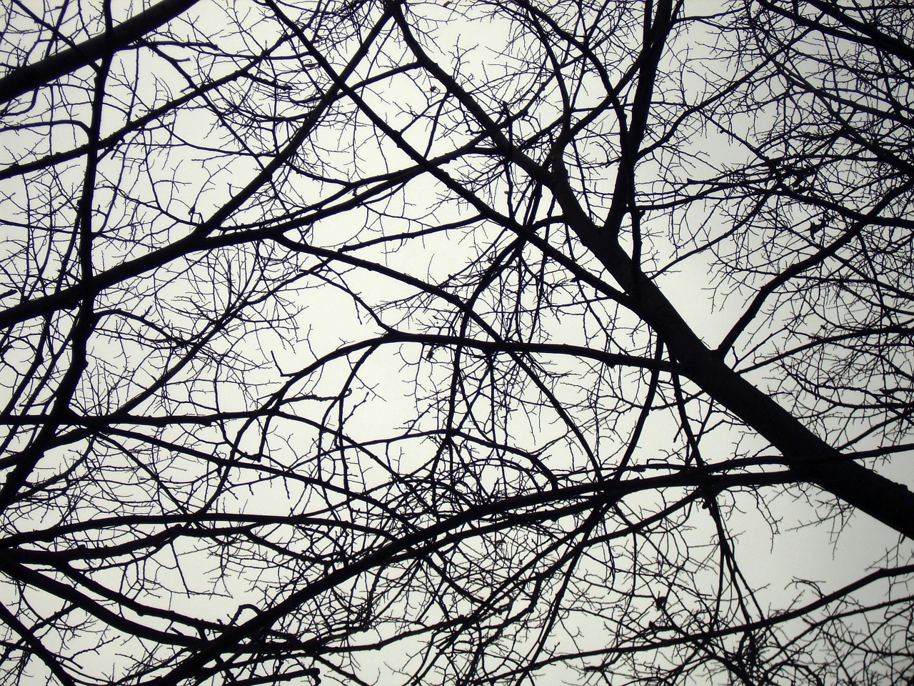 branches tree winter free photo