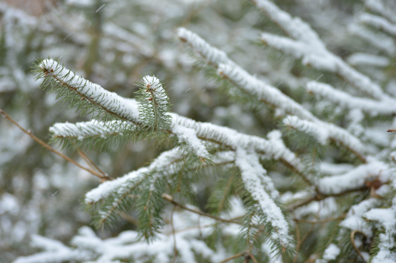 branches evergreen needles free photo