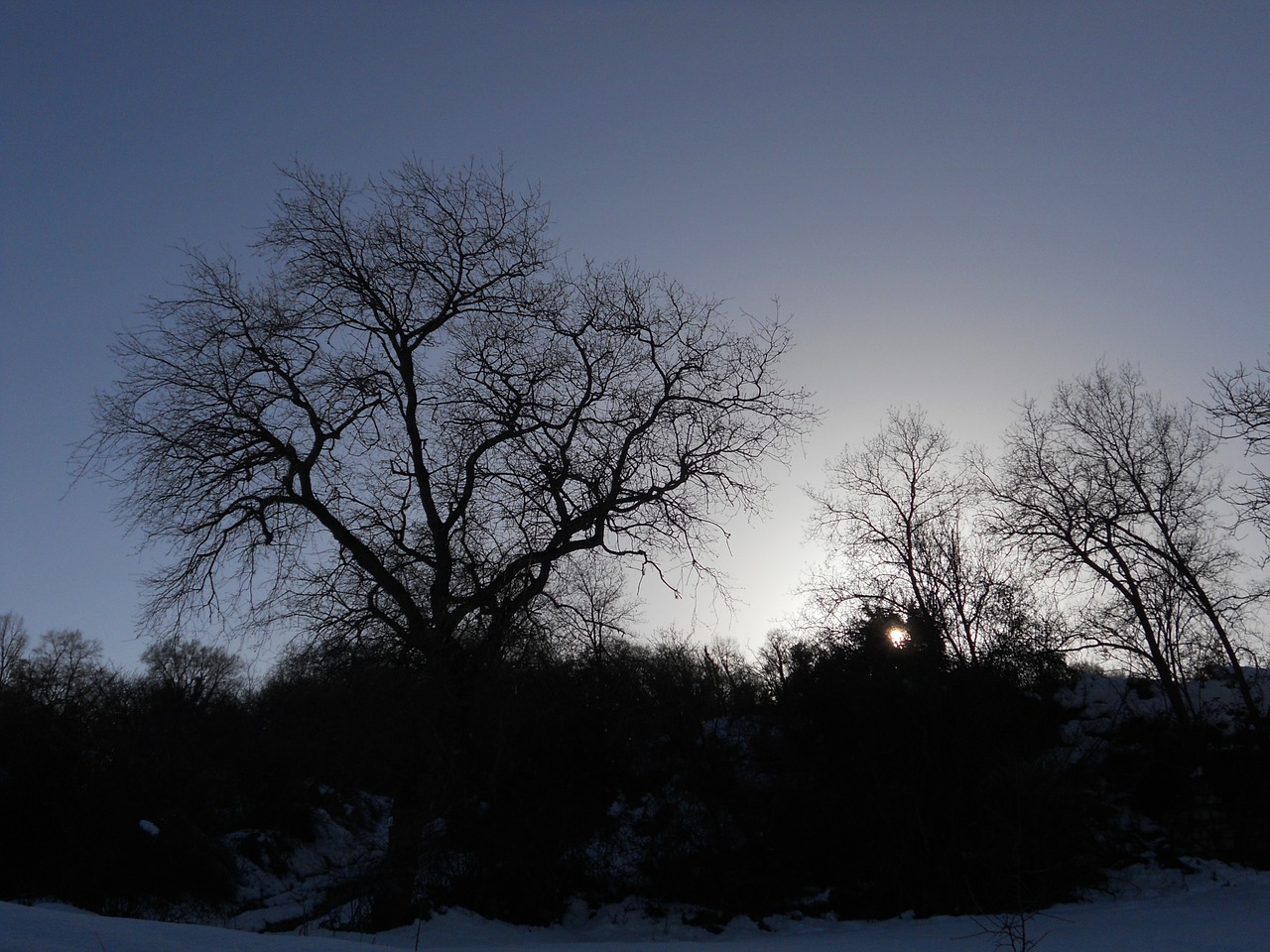 branches backlight nature free photo