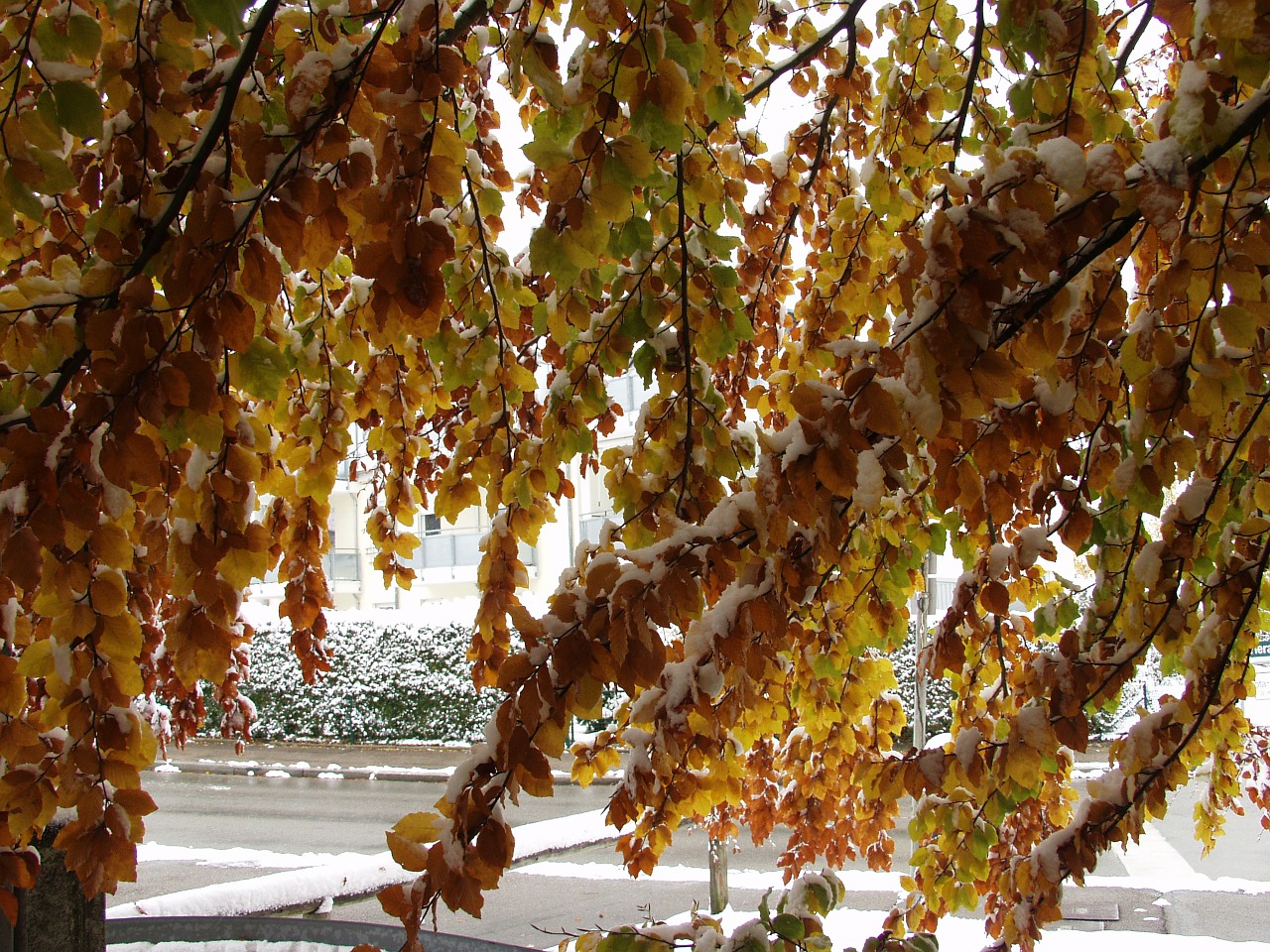 branches fall foliage snow free photo