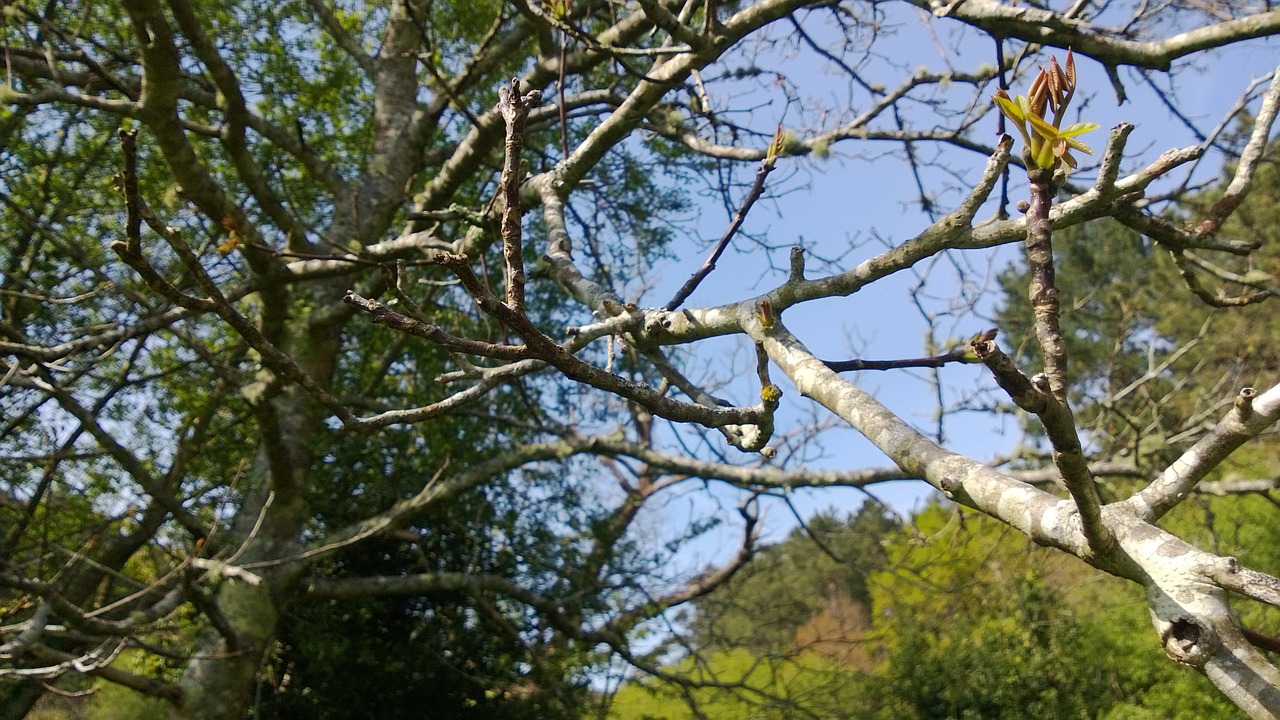 branches tree trees free photo