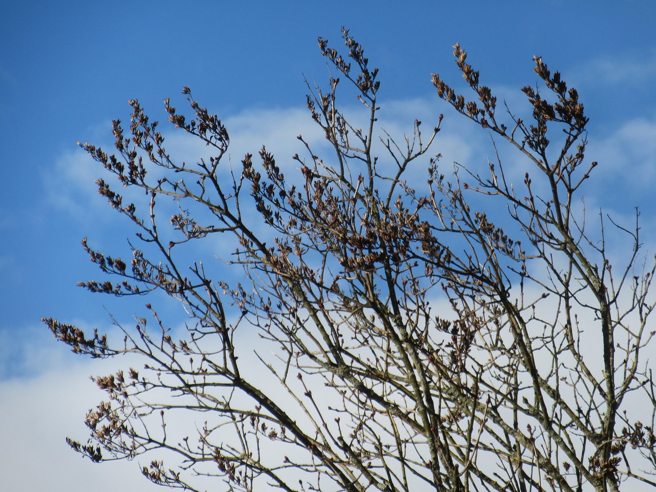 branches bud sky free photo