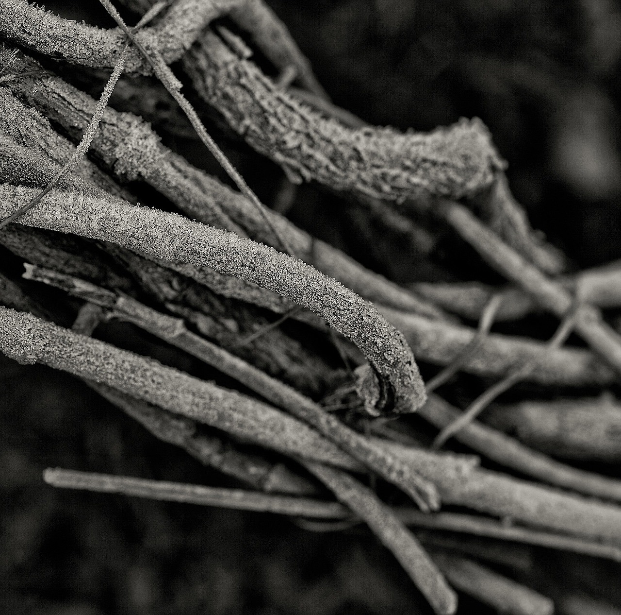 branches tree cold free photo