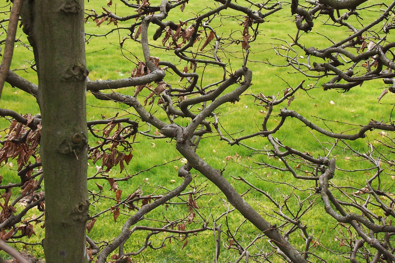 branches hedge green free photo