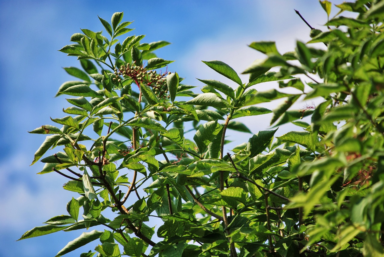 branches foliage green free photo