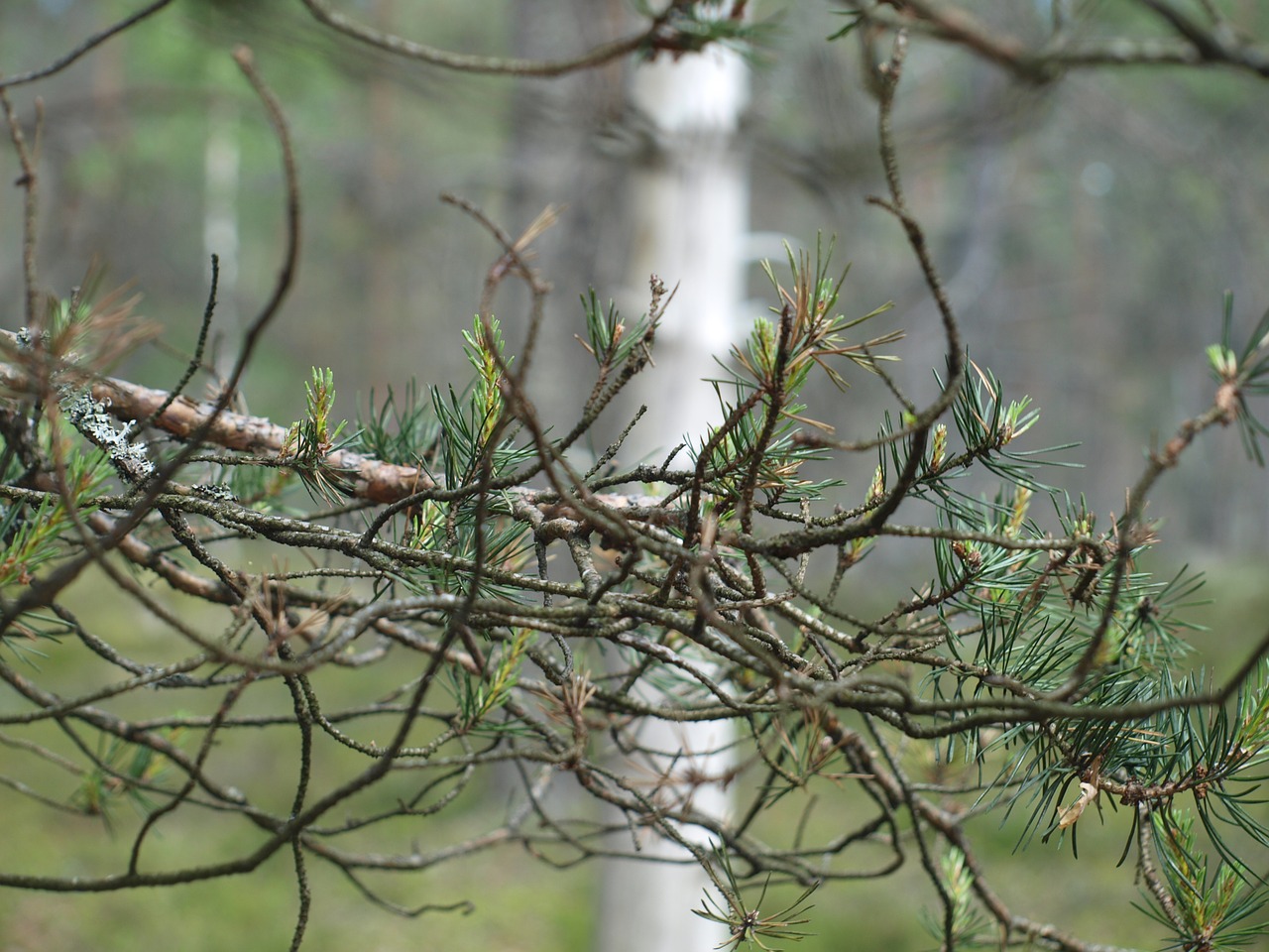 branches forest tree free photo