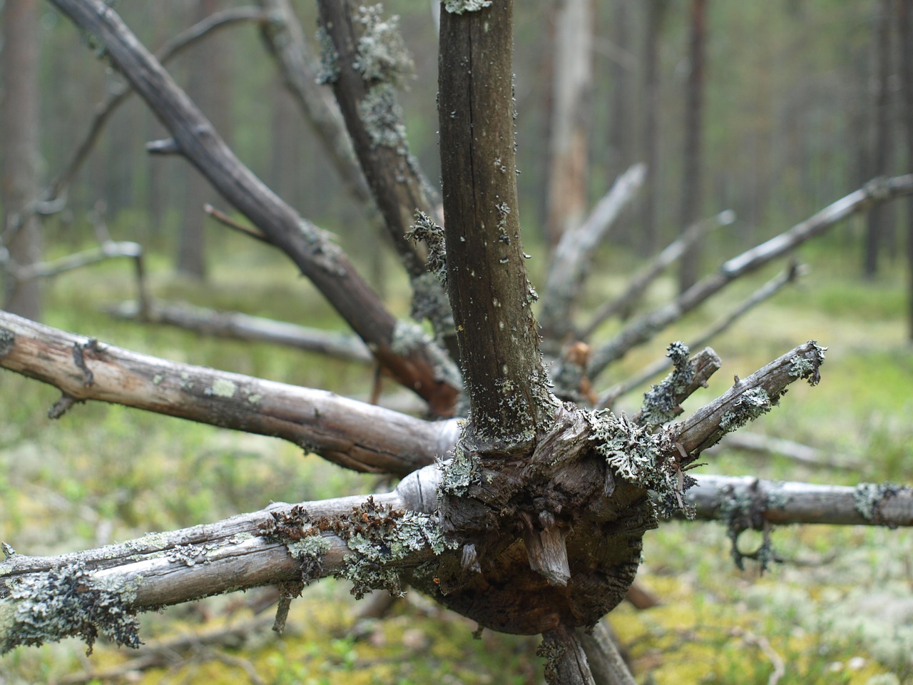 branches forest tree free photo