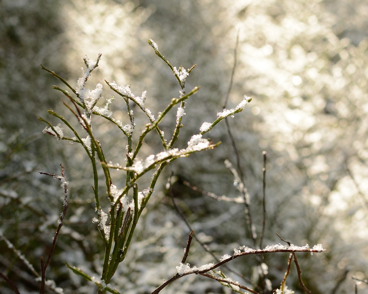 branches frost light free photo