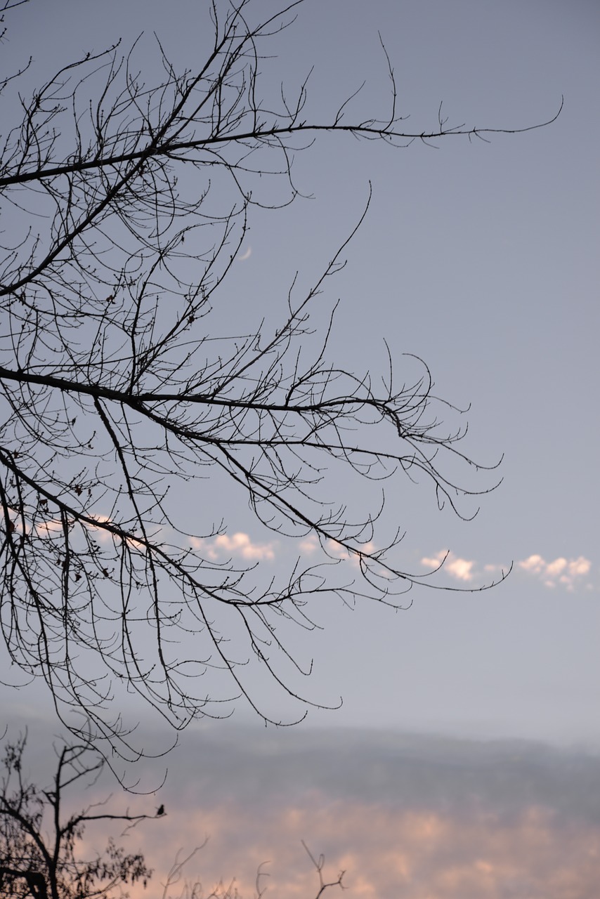 branches sky clouds free photo