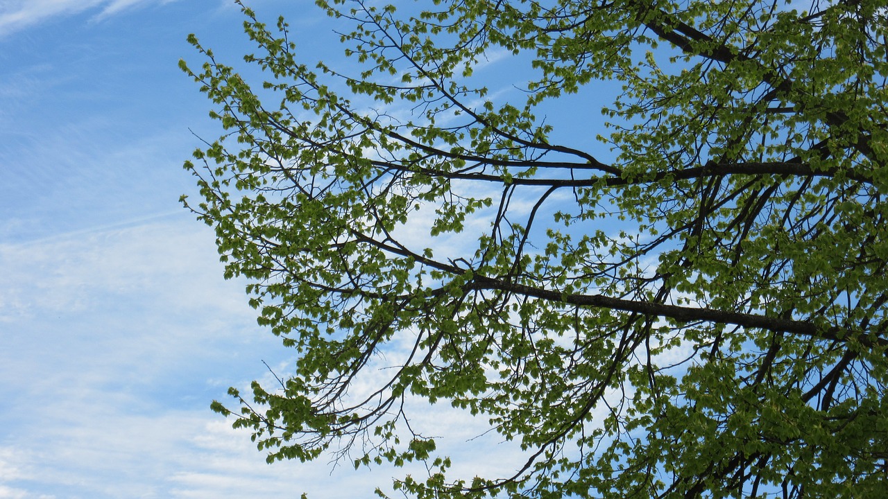 branches leaves sky free photo