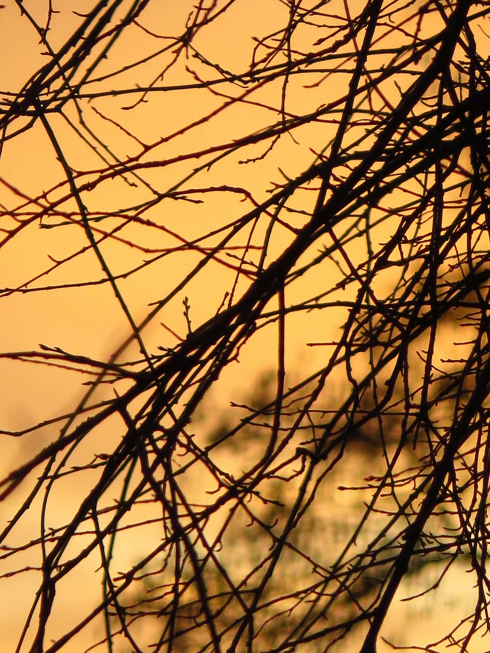 branches back light sun free photo