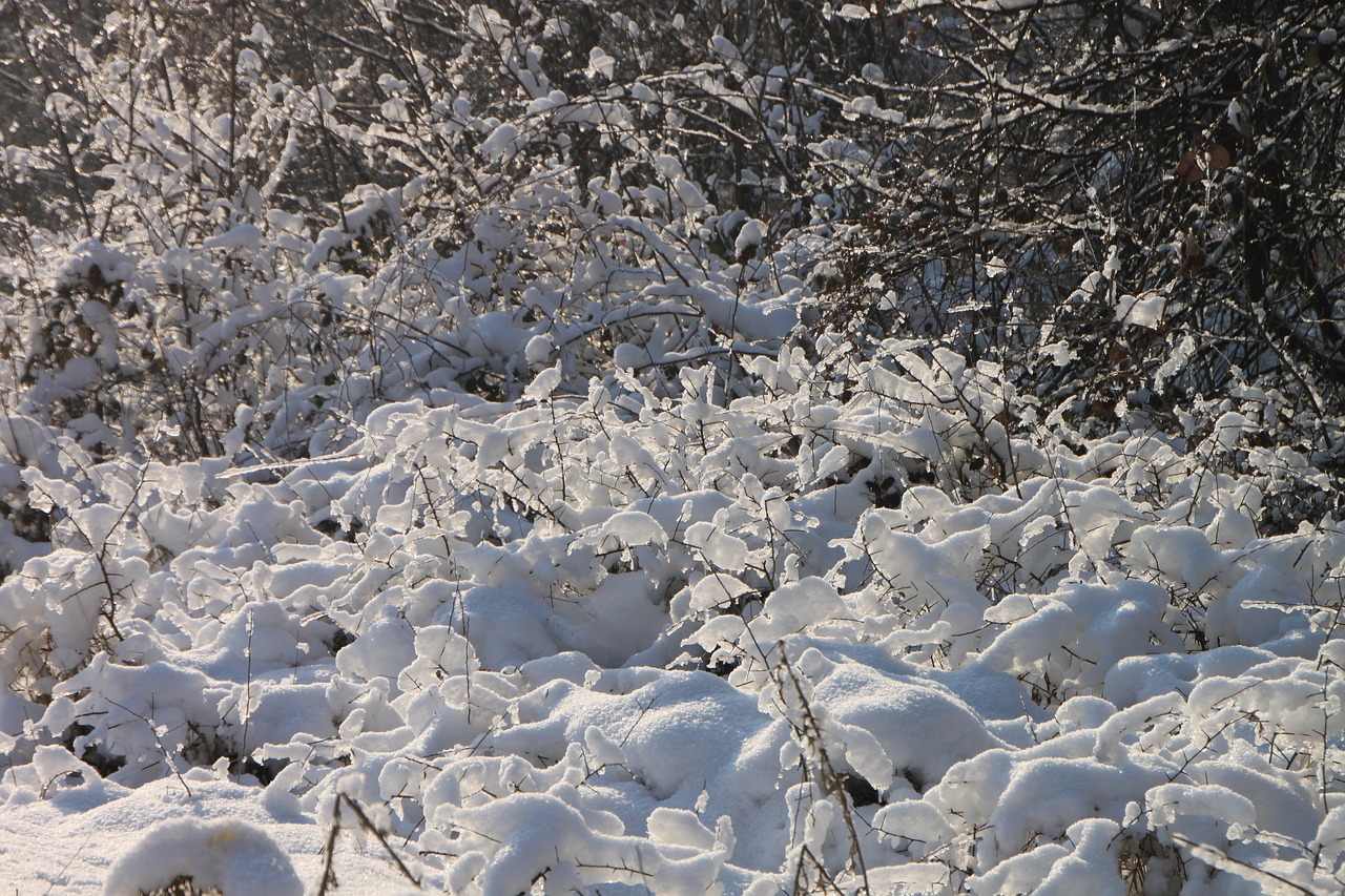 branches cold forest free photo