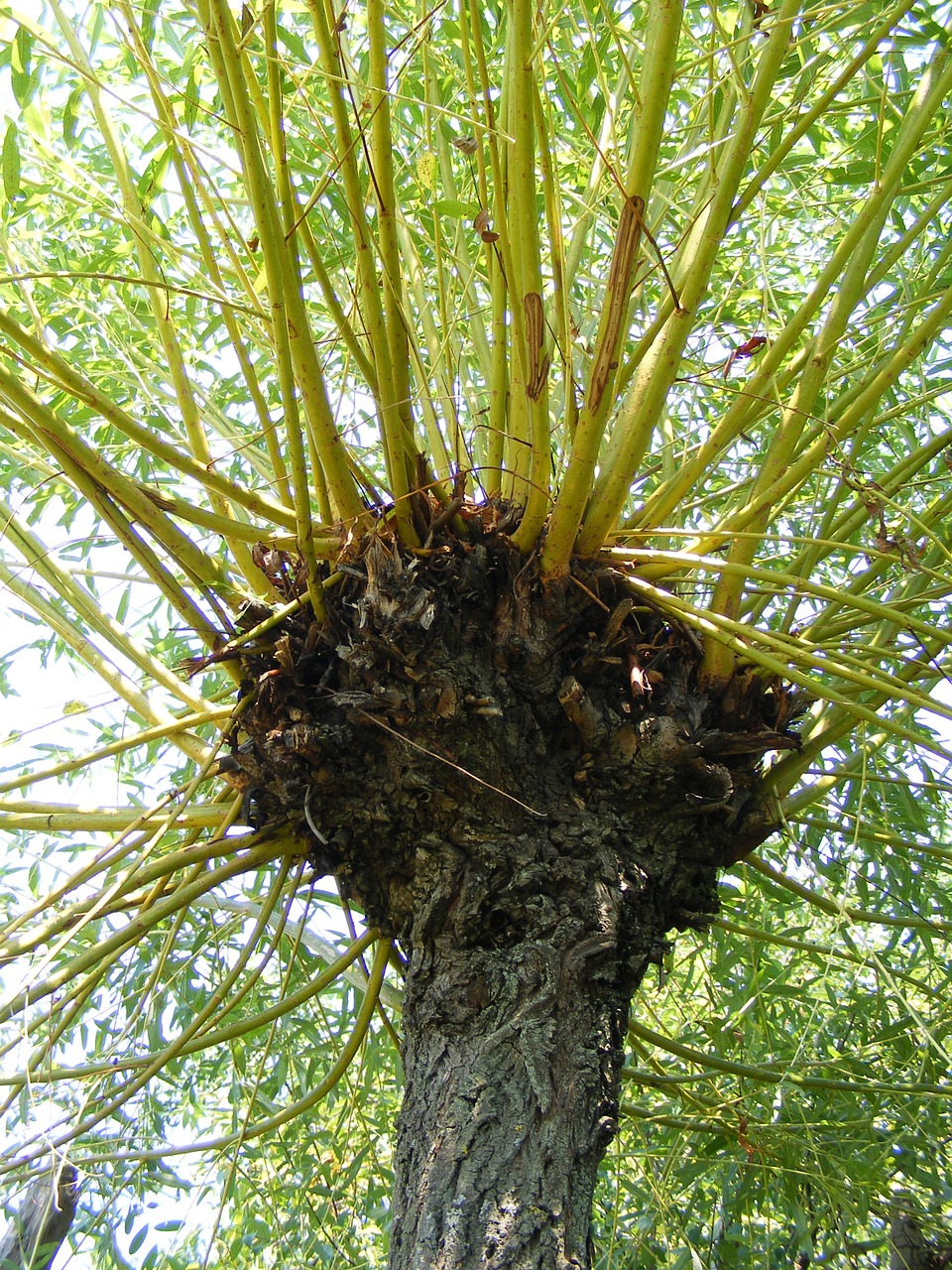 branches tree trunk free photo