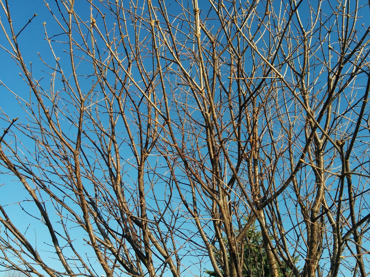 branches tree spring free photo