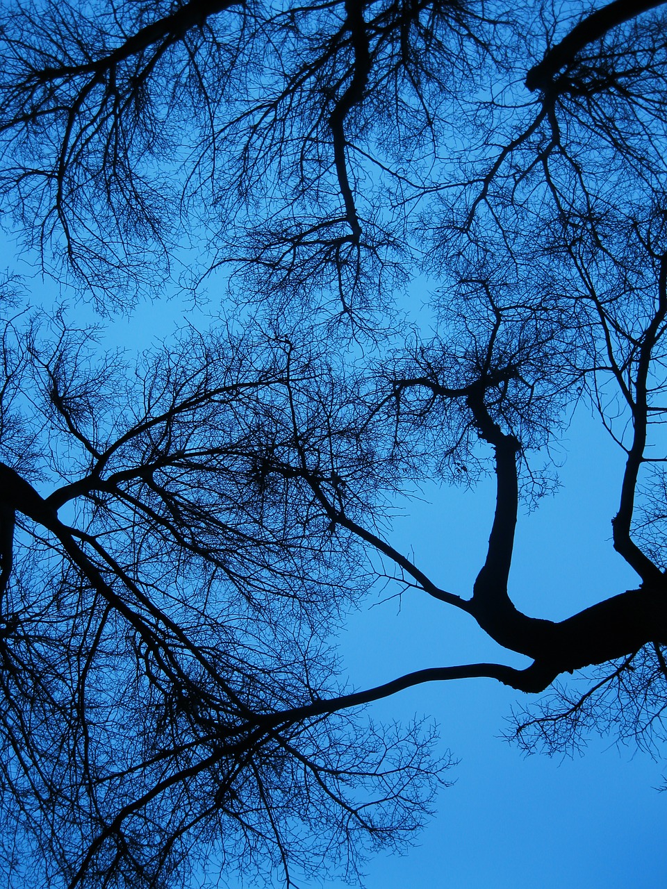 branches trees black free photo