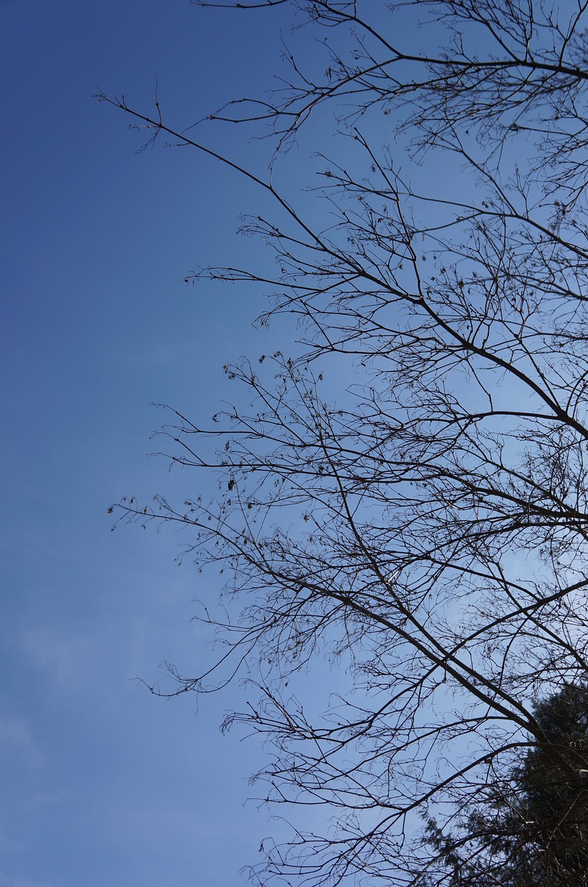 branches tree himmel free photo