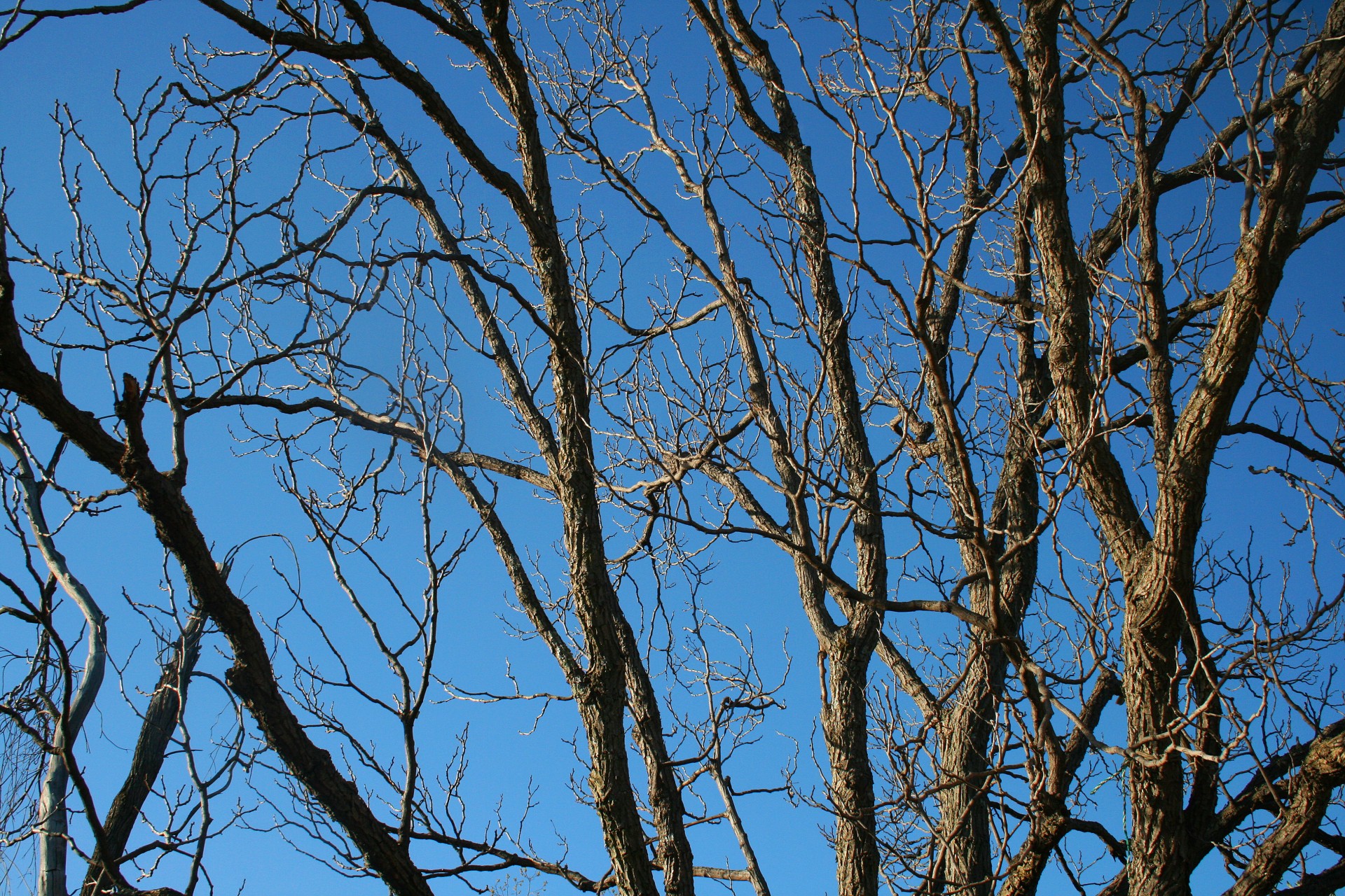 sky blue tree free photo