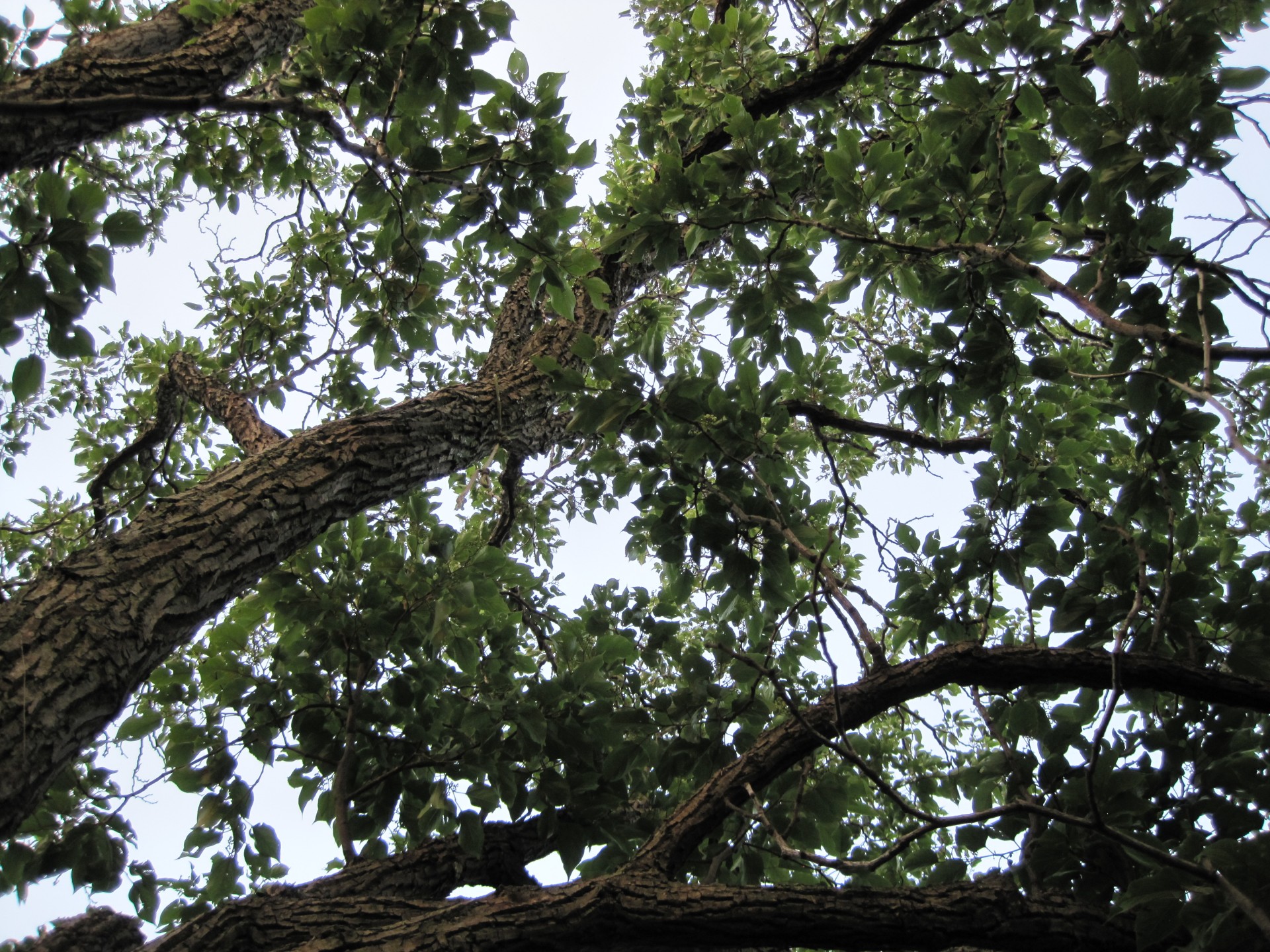 tree branches leaves free photo