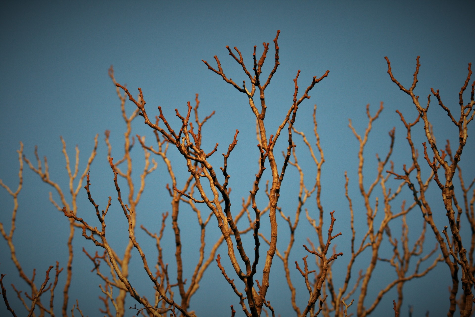 branches bare sun free photo