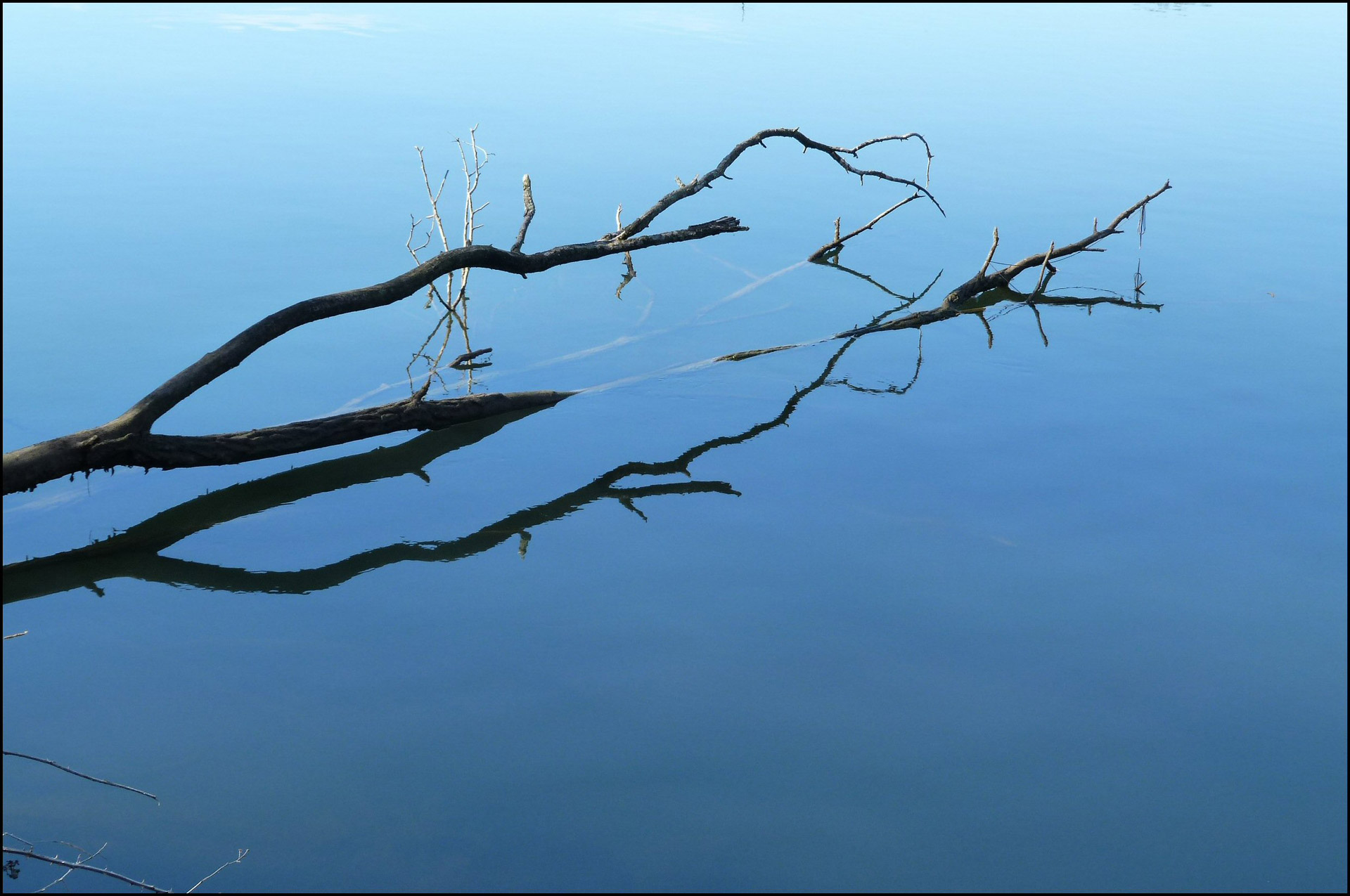 tree water branch free photo