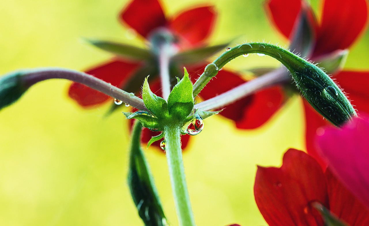 branches of geraniums flower buds closed free photo