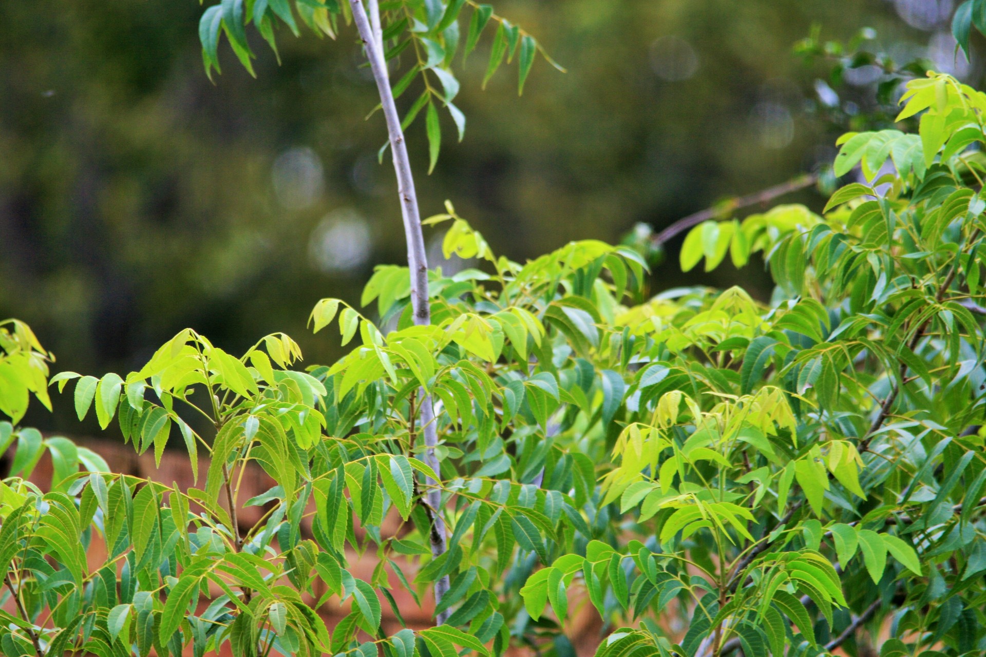 tree nut pecan free photo