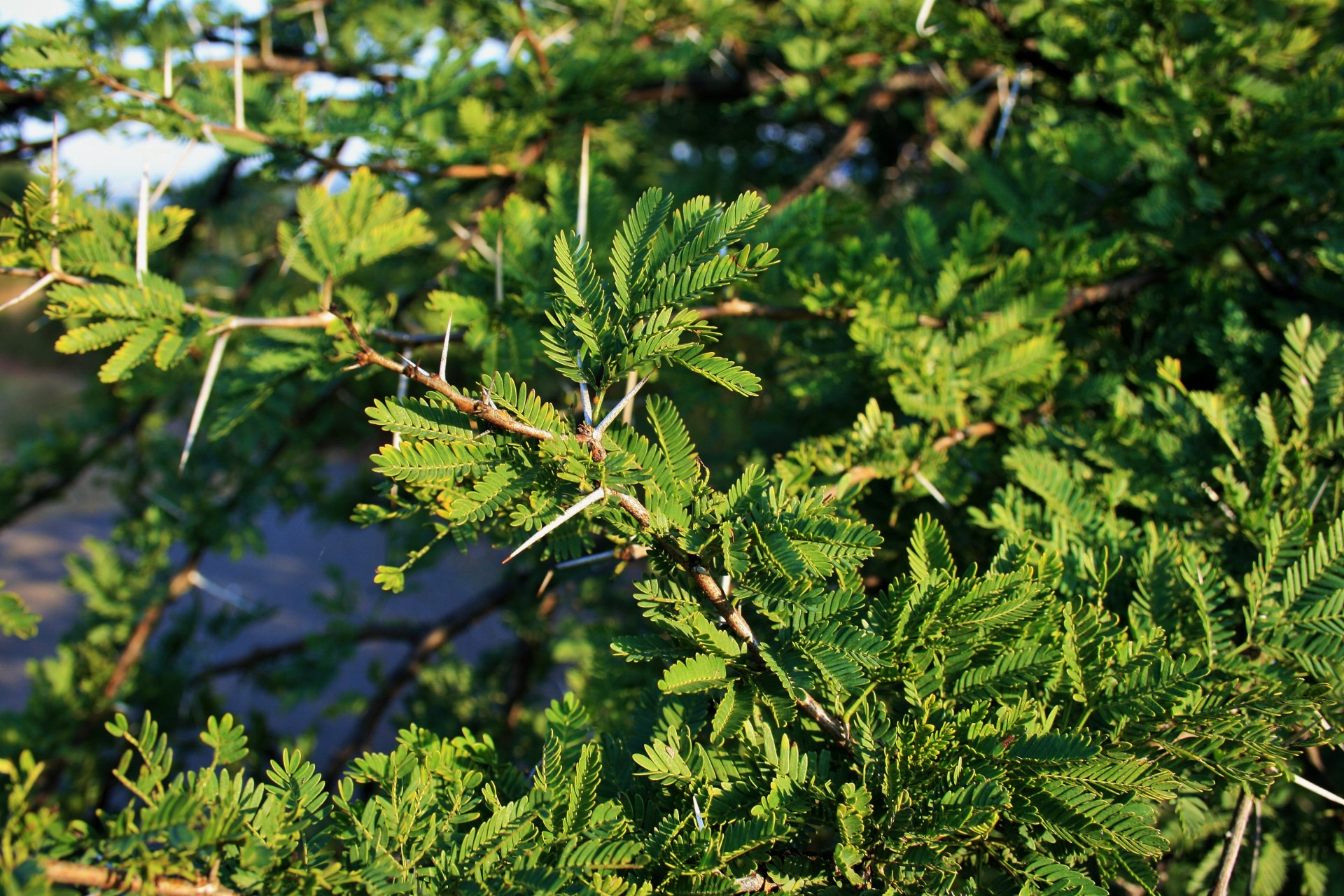 bush green thorns free photo
