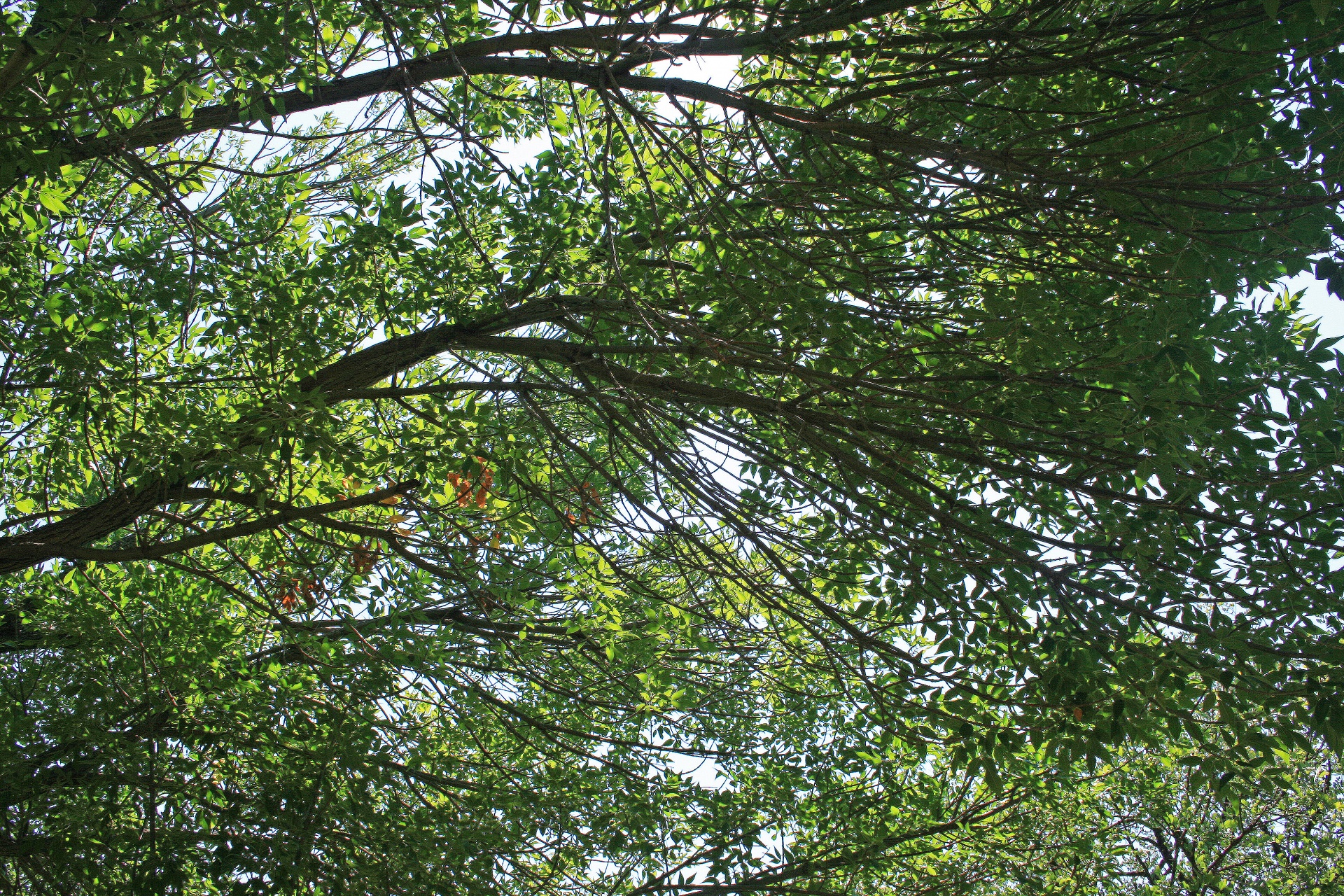 tree branch leaves free photo