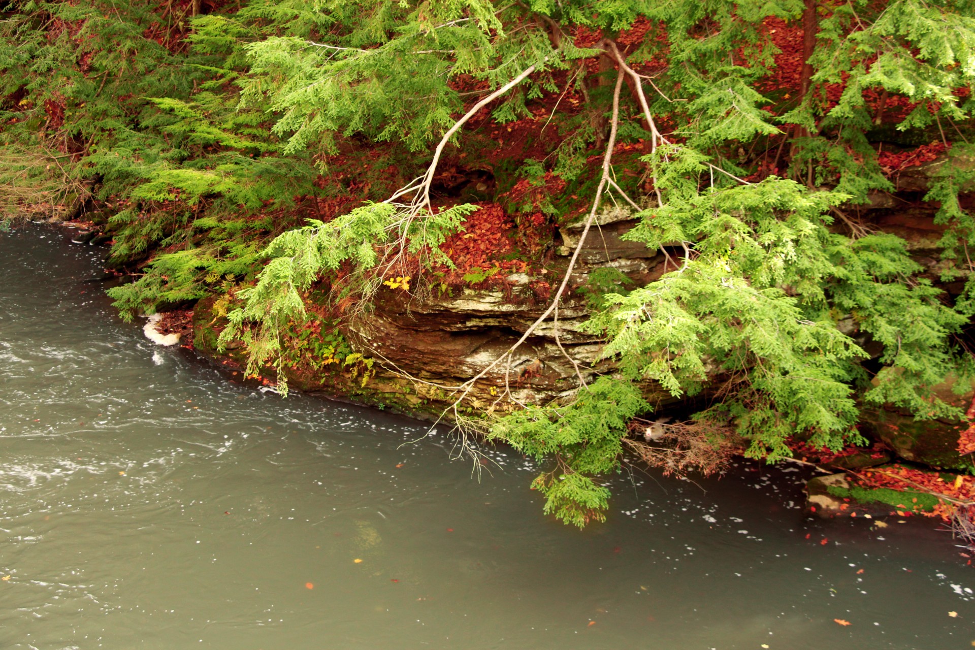 evergreen stream river free photo