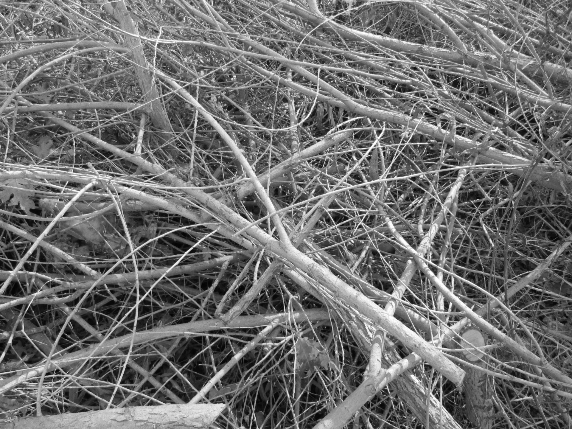 branches texture b&w free photo