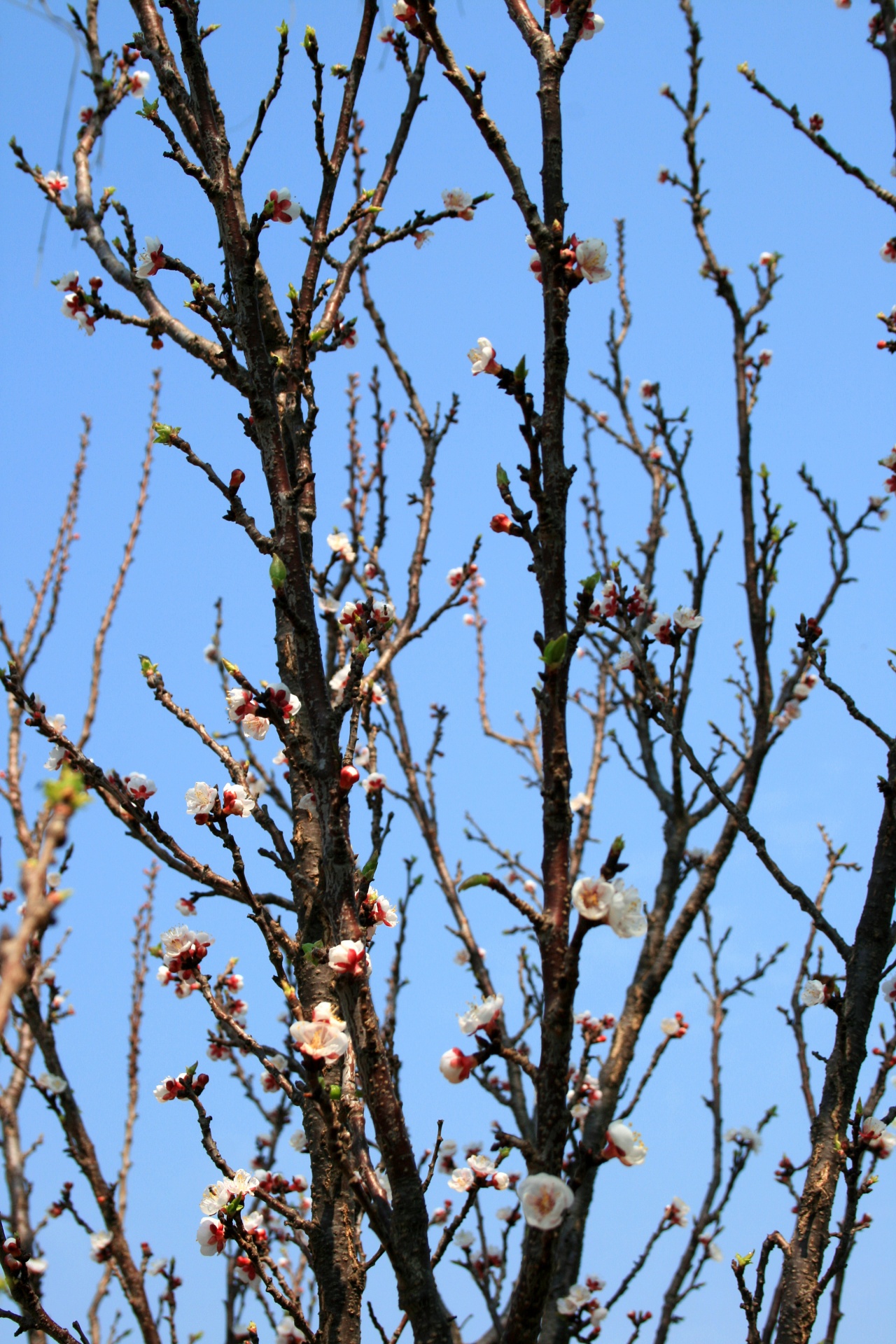 tree blossoms fruit free photo