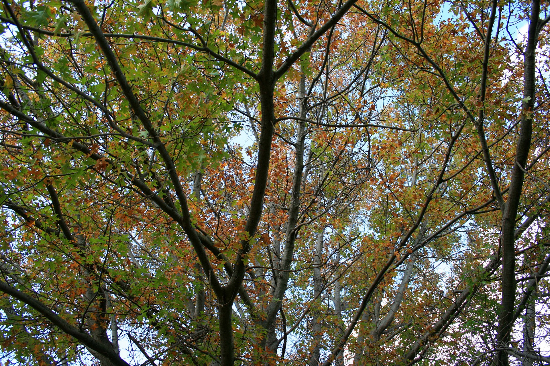 trees branches leaves free photo