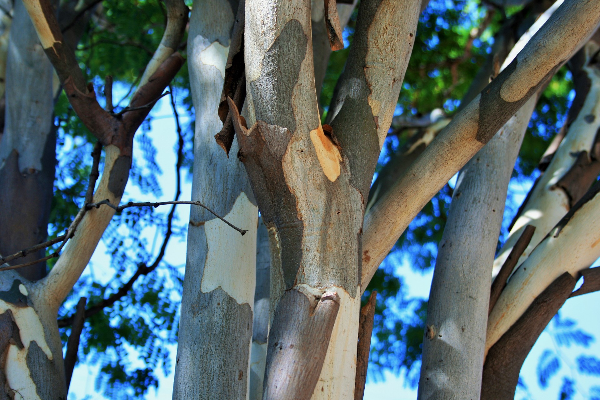 branches thick blanched free photo