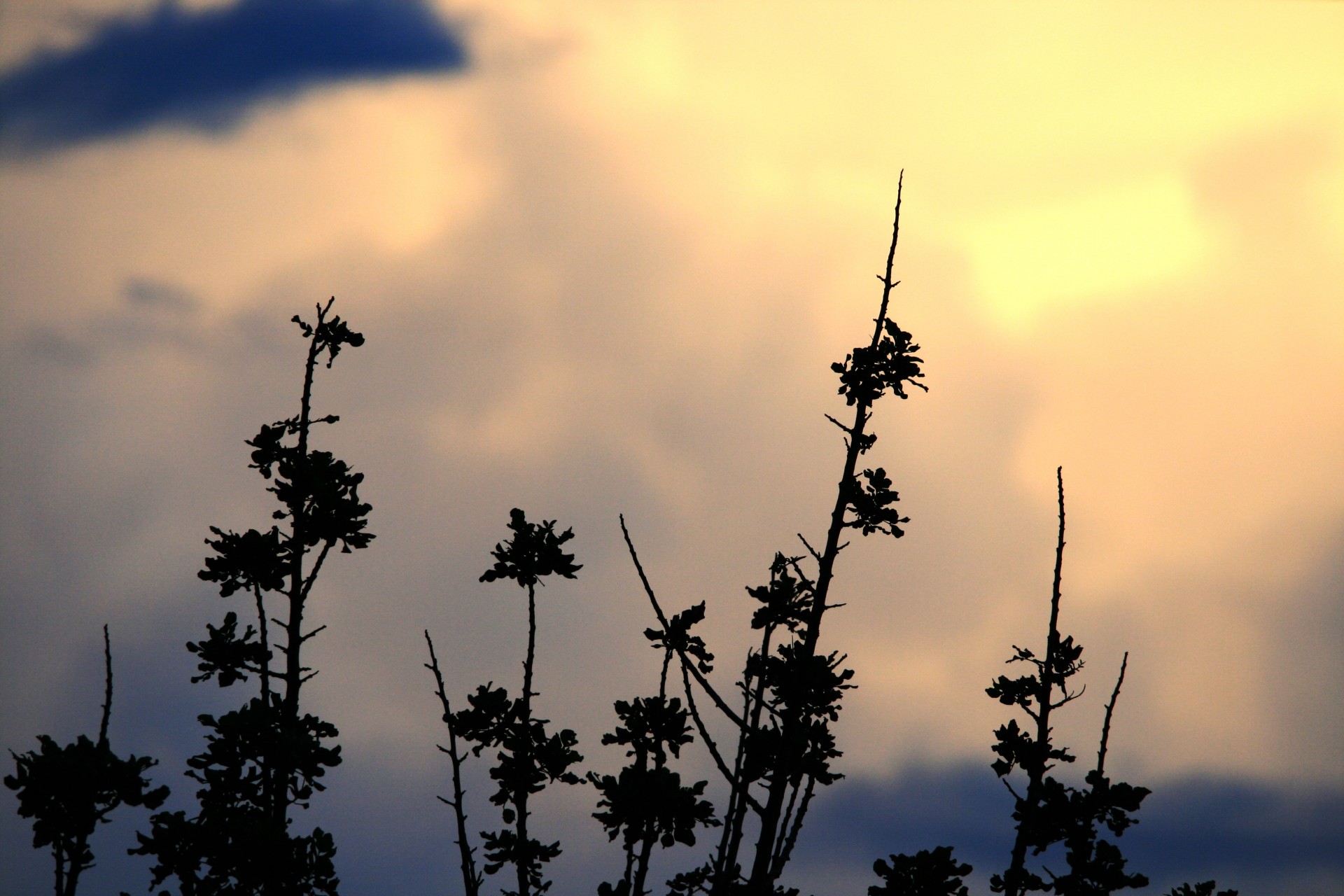 branches silhouette sunset free photo