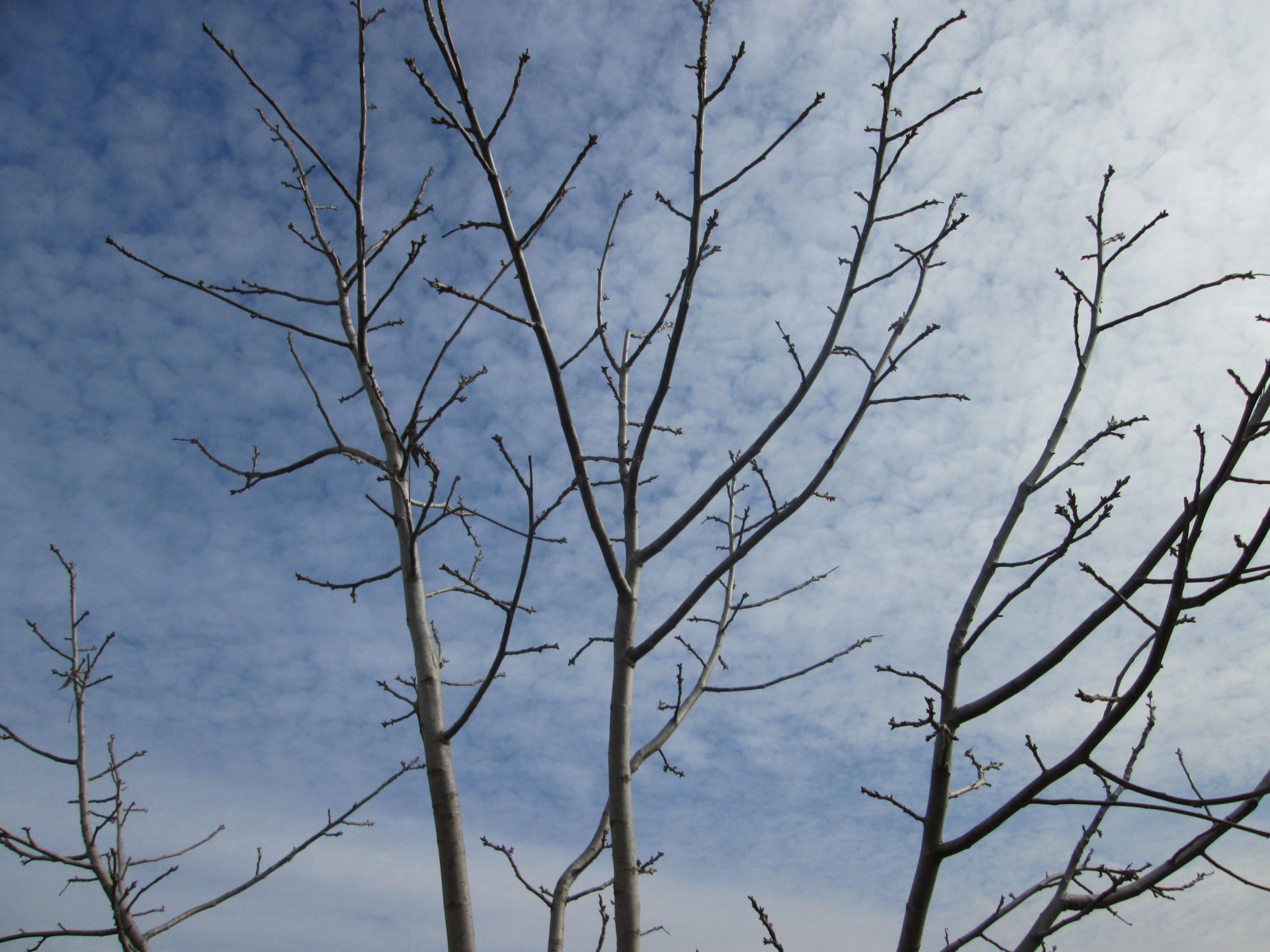 branches background tree free photo