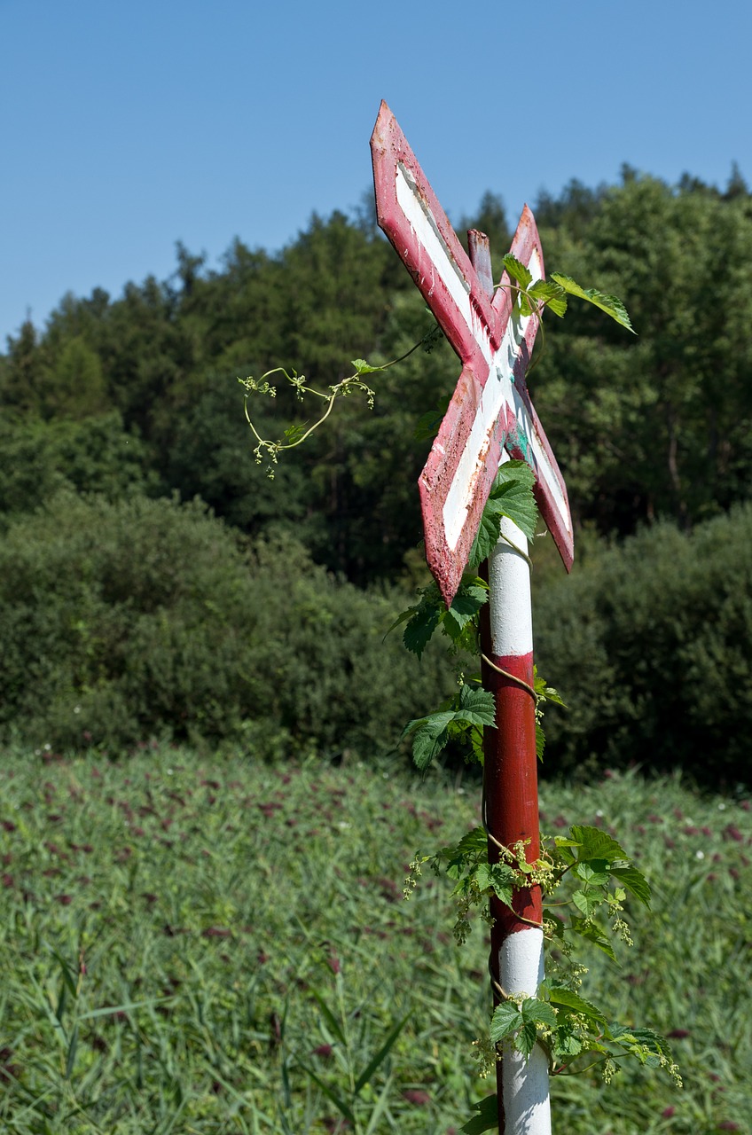 brand crossing ivy free photo