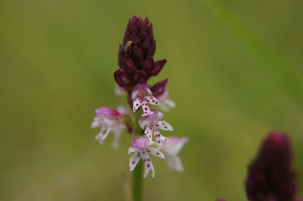 brand boys herb orchis ustulata orchid free photo
