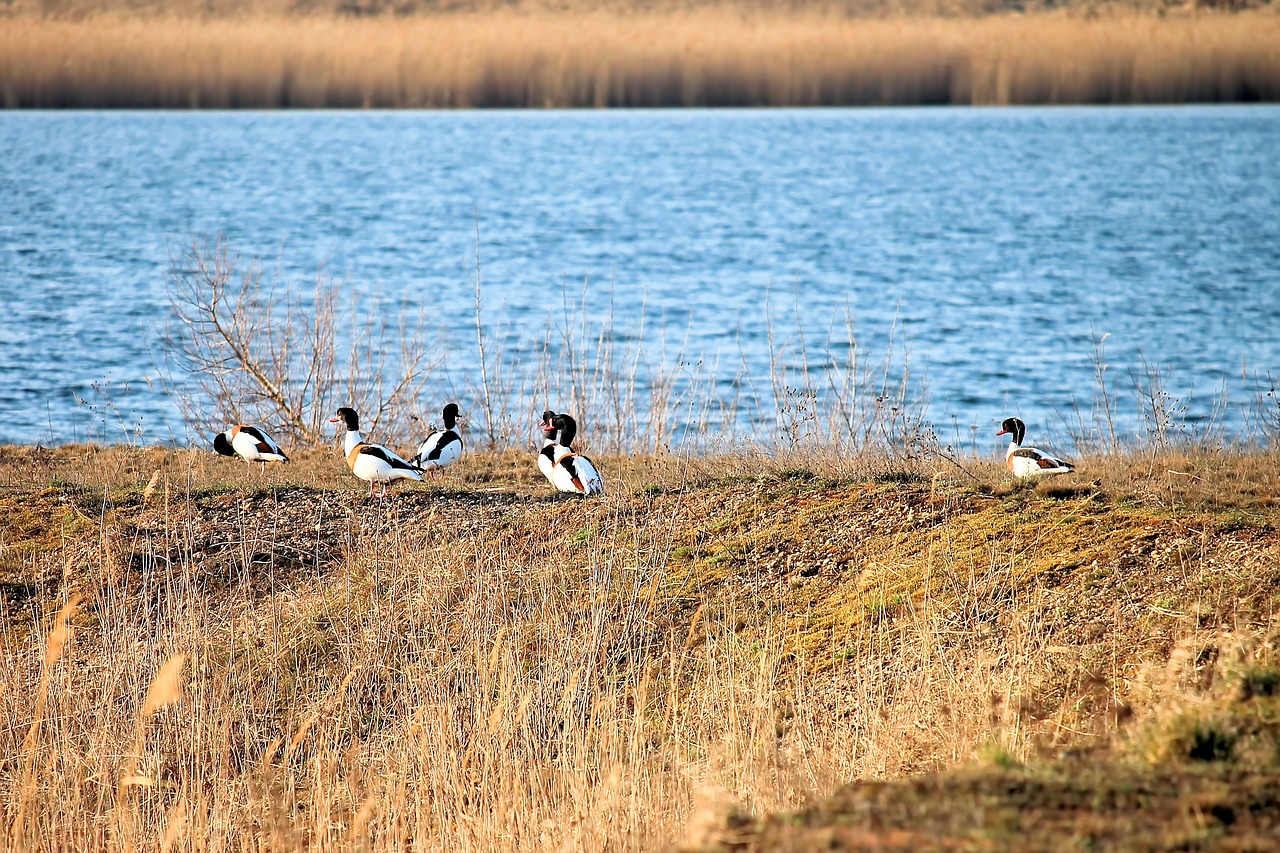 brand geese  nature  waters free photo