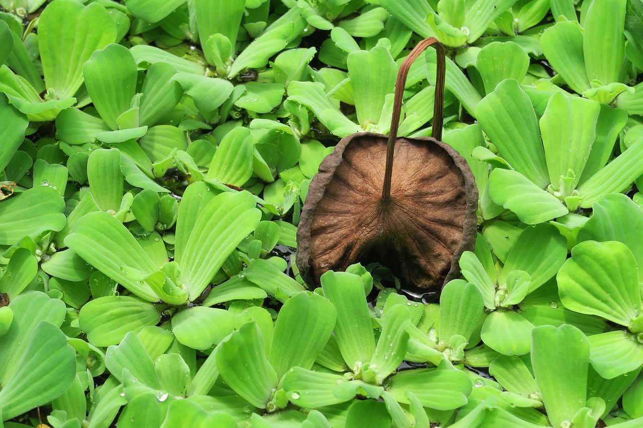 brandy bottle  yellow water lily  water lotus free photo