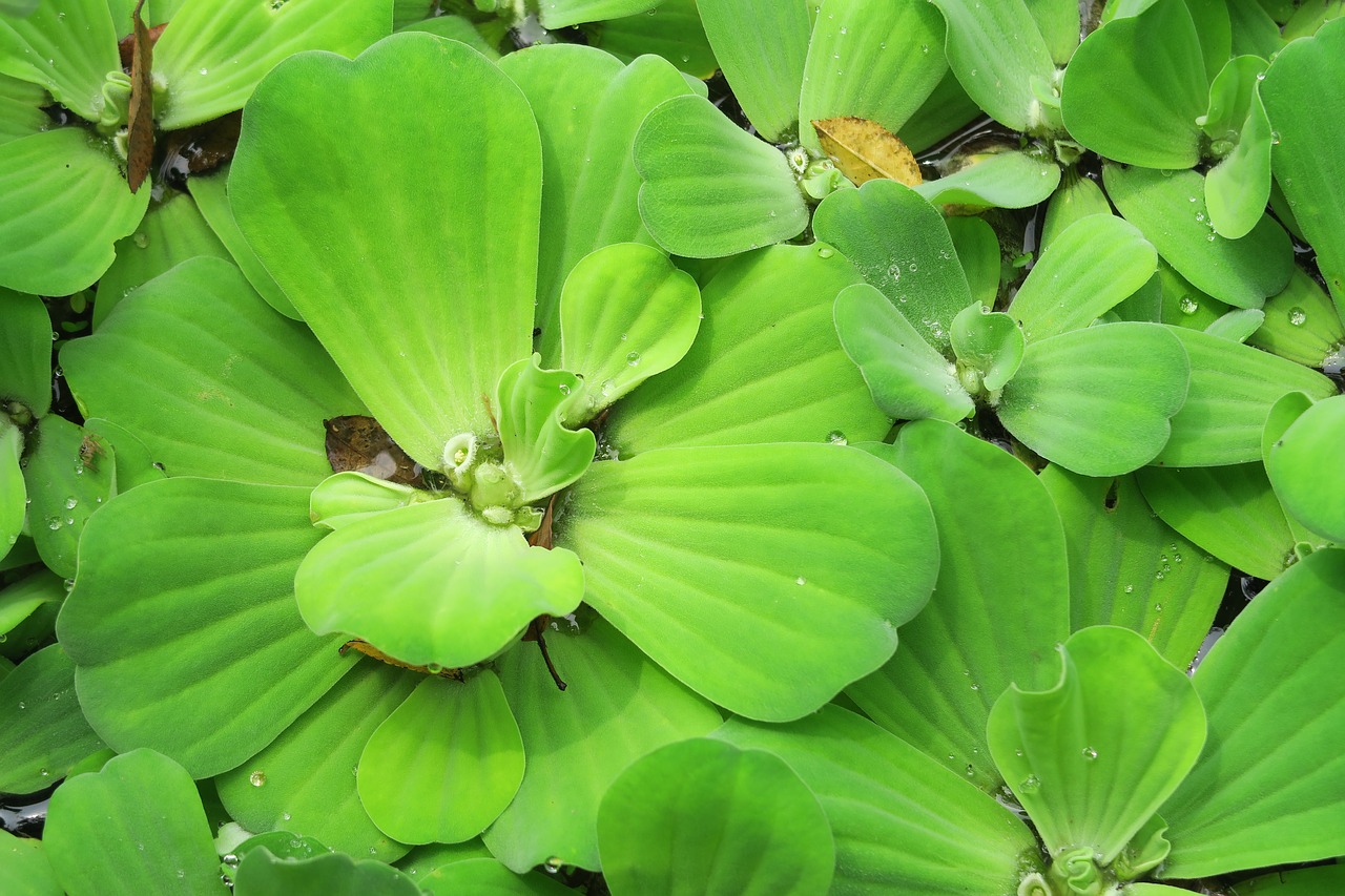 brandy bottle  yellow water lily  water lotus free photo