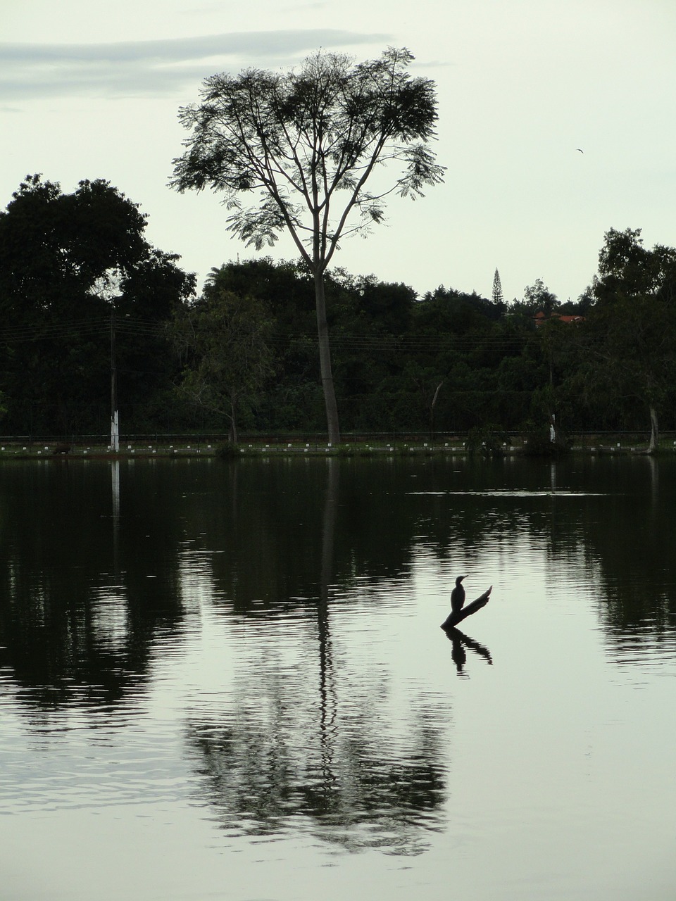 brasilia brazil lake free photo