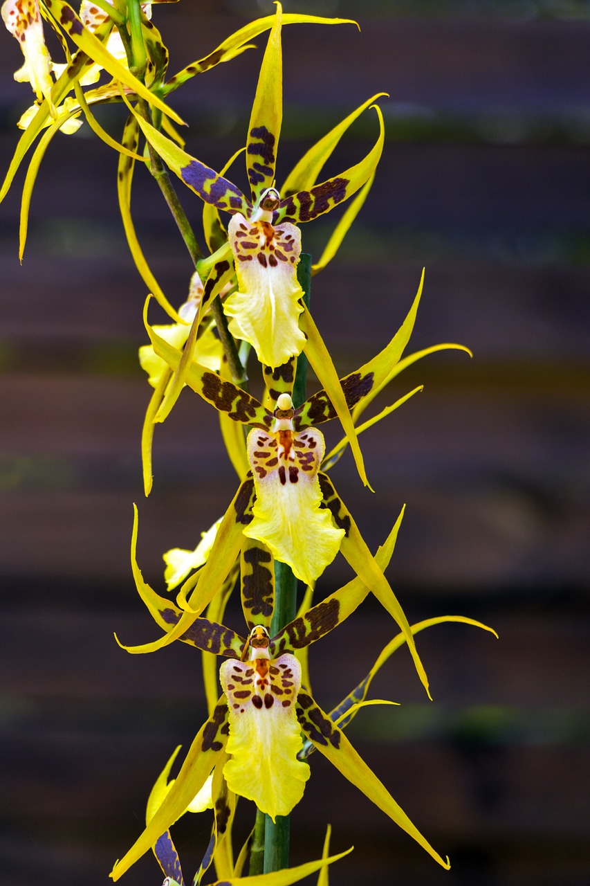 brassia verrucosa orchid flower free photo