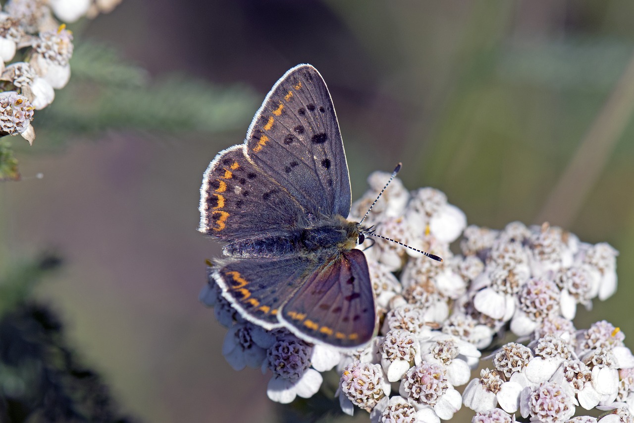 brauner feuerfalter butterflies butterfly free photo