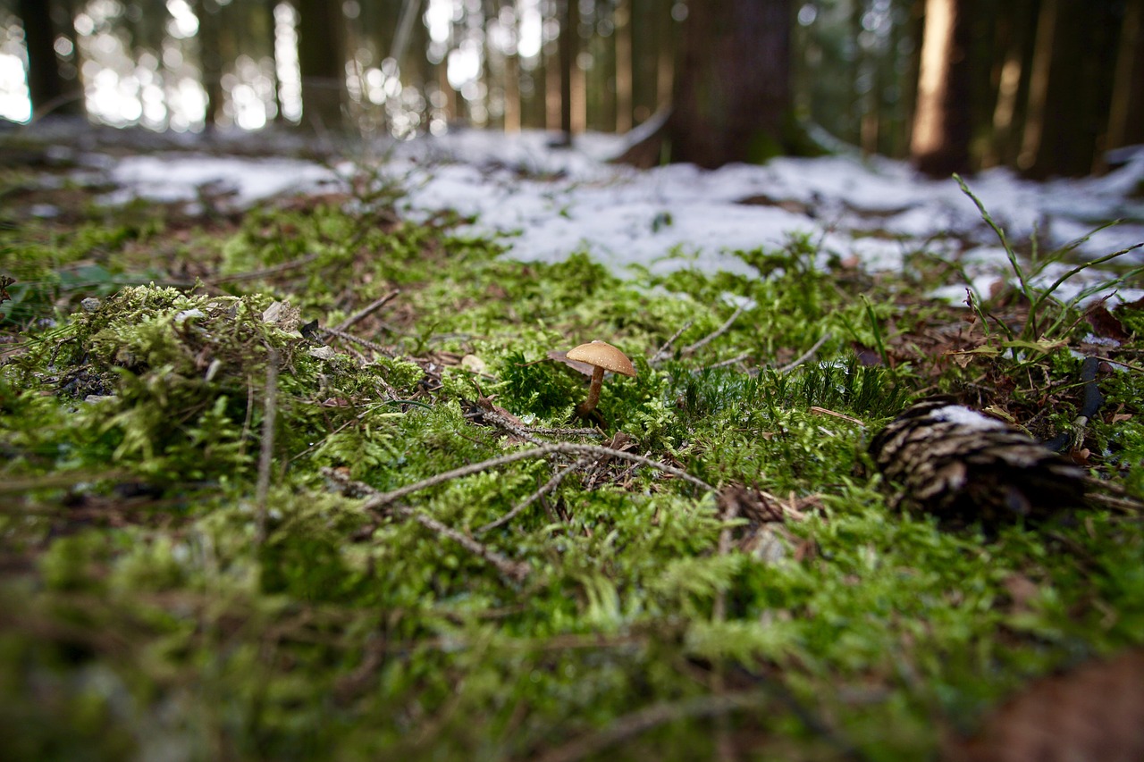 braunfüßiger häubling toadstool forest free photo