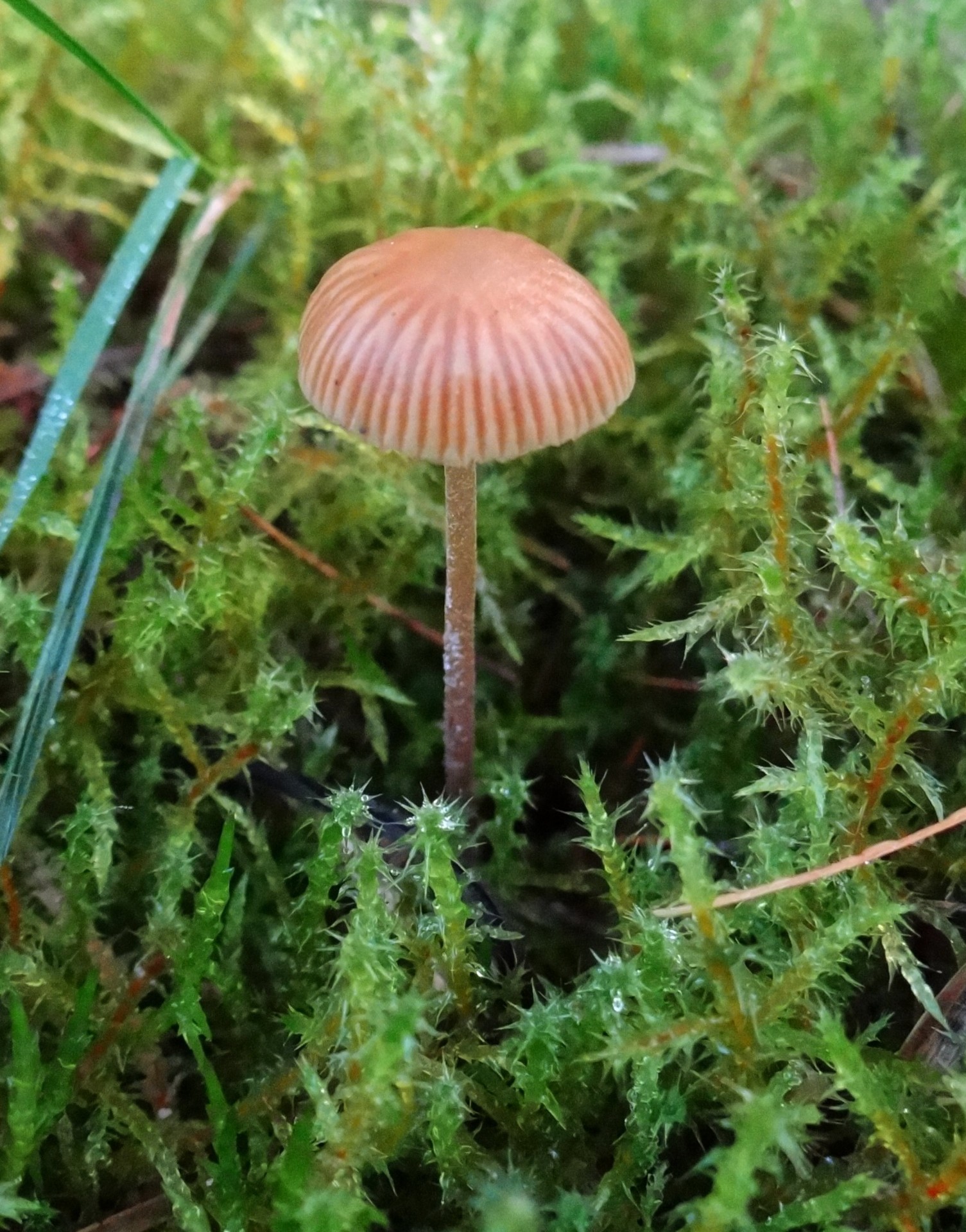 autumn mushroom forest free photo